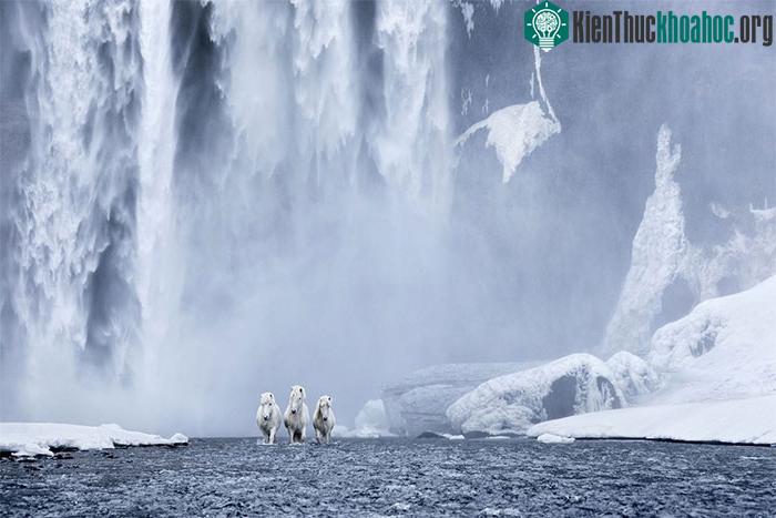 Ngựa Iceland là một trong những giống loài có nhiều màu sắc nhất trên thế giới