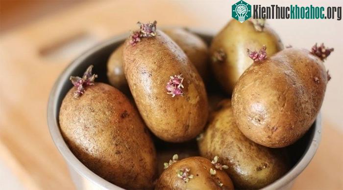 Khoai tây đã mọc mầm