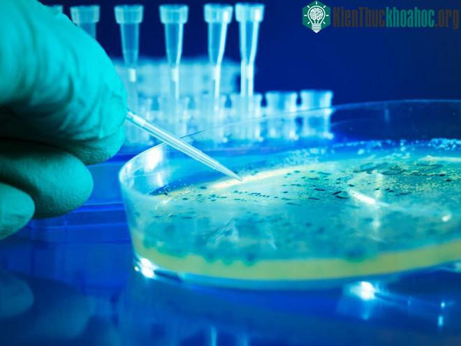 Các nhà khoa học vẫn chưa tìm ra thuốc kháng độc của Botulinum H.