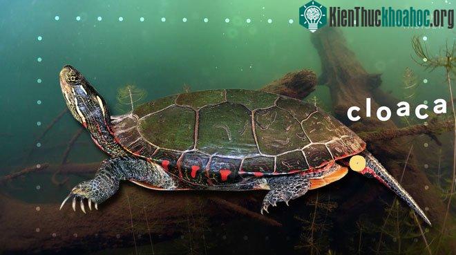 Rùa hô hấp qua lỗ hậu thường xảy ra khi chúng phải ở quá lâu dưới nước.