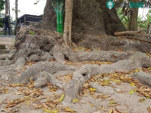 Bộ rễ to và sần sùi như những con mãng xà uốn quanh