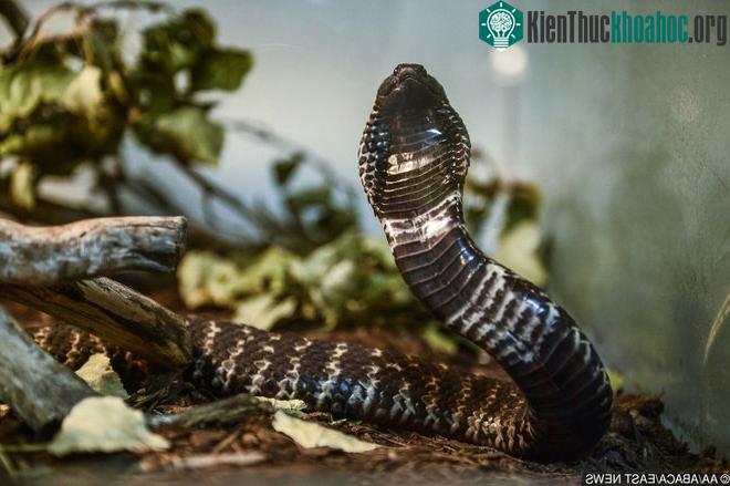 Rắn mamba đen: chạy đi đâu cũng không thoát