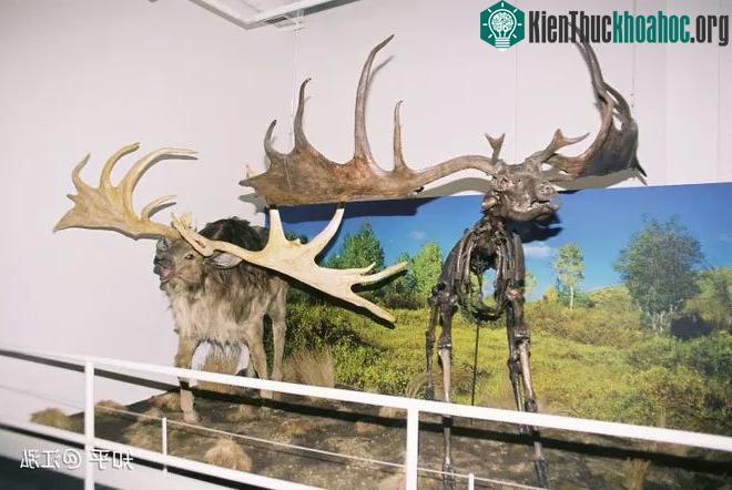 Chúng có họ hàng với hươu nhiều hơn là nai.