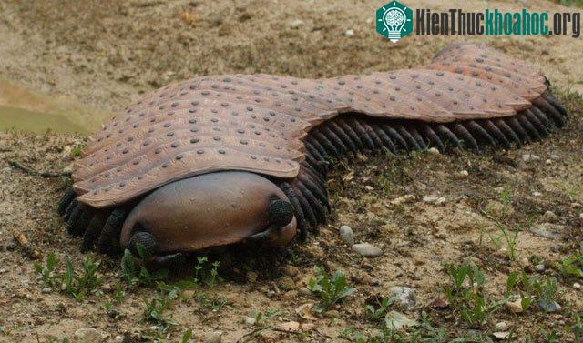 Mô hình phục dựng của Arthropleura.
