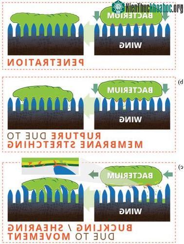 Cánh ve sầu đâm thủng lớp màng của vi khuẩn với các cột axit béo trên bề mặt của nó.