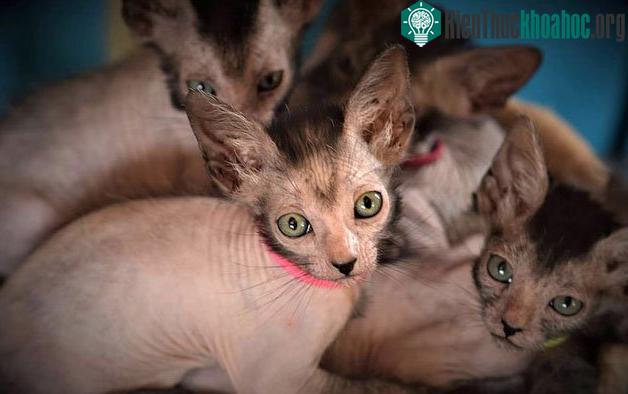 Khi mới sinh, giống mèo này nhìn như loài mèo không lông sphynx