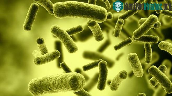 Vi khuẩn Clostridium botulinum chụp dưới kính hiển vi màu.