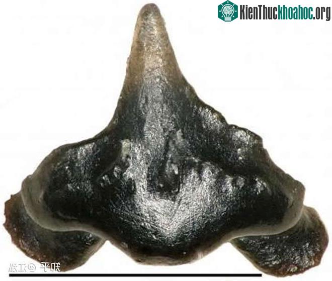 Những chiếc răng nhỏ có chiều rộng chỉ 1 mm được phát hiện trong các mảnh vụn.