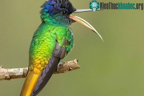 Chim ruồi Golden-Tailed Sapphire