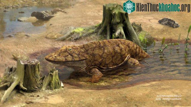 Loài Eryops có hình dáng giống cá sấu, thằn lằn nhiều hơn là giống các loài lưỡng cư hiện đại.