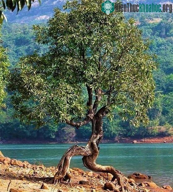 Cái cây có bộ rễ độc đáo, nó đang chạy trốn khỏi điều gì chăng?