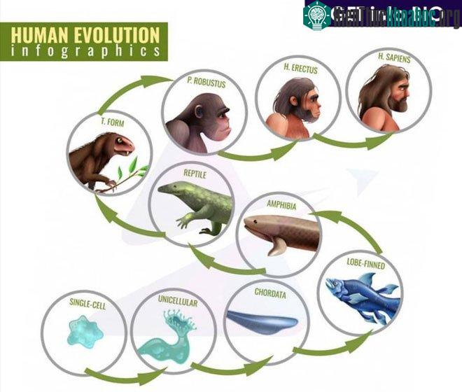 Trước khi các động vật dưới nước chuyển sang sống trên cạn thì sự tiến hóa của ngón tay đã diễn ra một cách lặng lẽ.