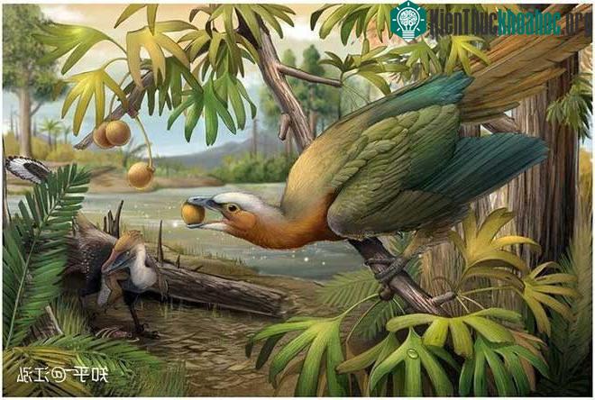 Asteriornis maastrichtensis không có răng trong miệng.