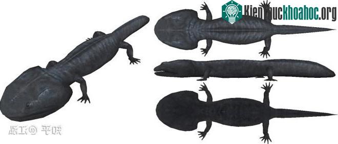 Koolasuchus là 1 trong những đại diện cuối cùng còn sót lại của chi Temnospondyli