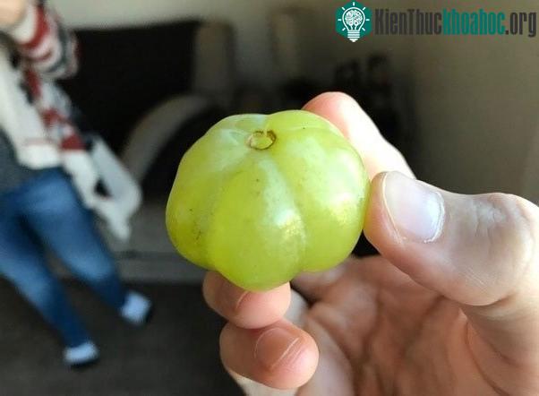 Chỉ là một quả nho với hình dạng giống quả bí ngô thôi mà.