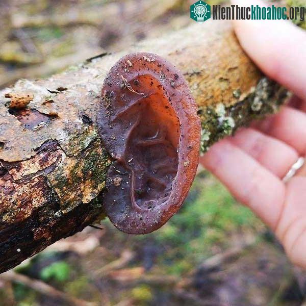 Thân cây mọc tai kỳ dị ư? Không hề, đây thực chất là mổ cây nấm có hình như tai người mà thôi.