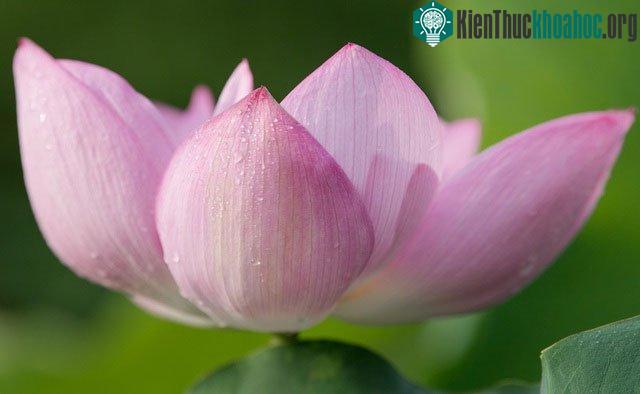 Sắc xanh của lá, màu hồng dịu của hoa tạo thành một bản hòa sắc thanh tao.