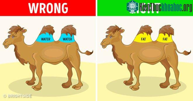 8 quan niệm sai lầm ăn sâu vào ý thức của nhân loại, thậm chí được đưa vào sách giáo khoa ảnh 7