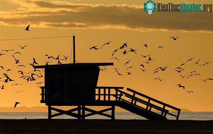 Khi con người vắng mặt, bầy hải âu liền chiếm đóng căn chòi bên bờ biển Santa Monica