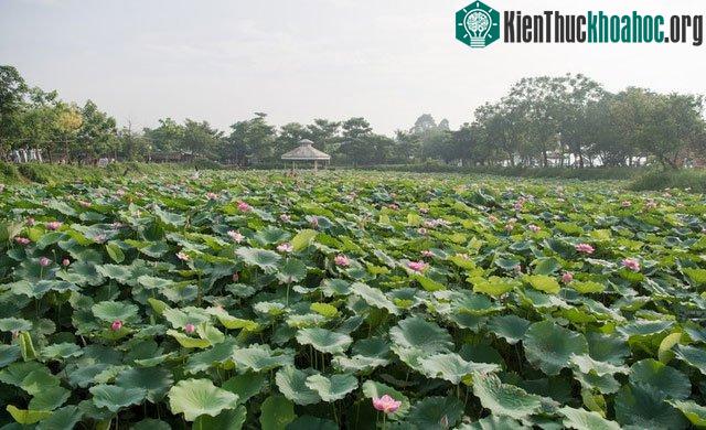 Tất cả vẽ nên một khung cảnh nên thơ, thanh nhã...
