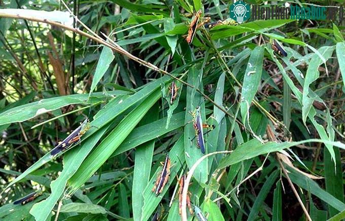 Đàn châu chấu cắn phá rừng tre ở huyện Mường Nhé.