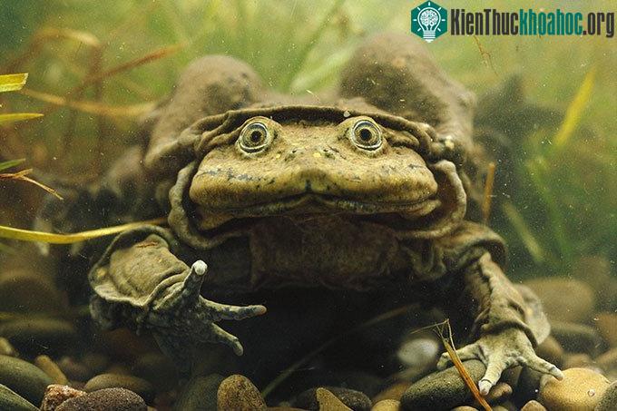 Ếch Titicaca dành toàn bộ vòng đời sống dưới nước.