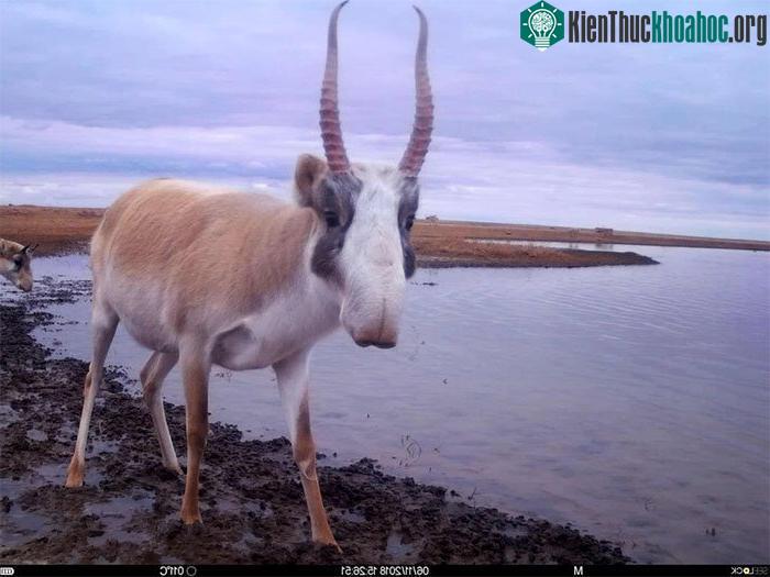 Linh dương Saiga