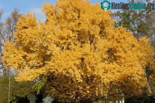 Ngay cả những cây cổ thụ lâu đời nhất cũng sẽ chết theo thời gian.