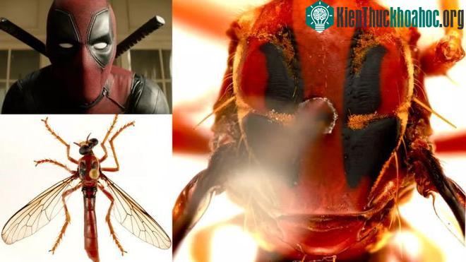 Ruồi Deadpool là một sát thủ có lưng giống mặt nạ Deadpool