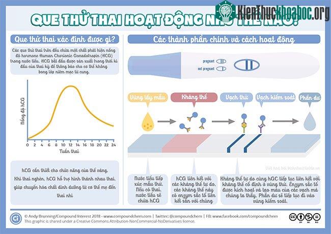 Nguyên lý hoạt động của que thử thai
