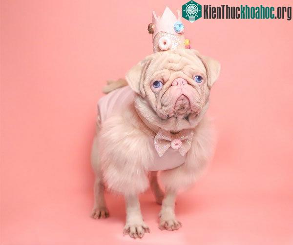 Chú chó có bộ lông màu hồng bẩm sinh hiếm hoi trên thế giới ảnh 0