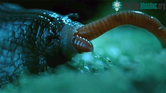 Con ốc sên này có khẩu vị khác thường.