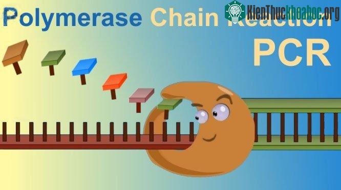 Xét nghiệm PCR cho kết quả xét nghiệm nhanh, thường không quá 5 giờ kể từ khi bắt đầu làm xét nghiệm