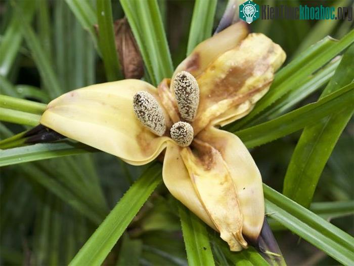Một loài lan đặc trưng ở New Guinea