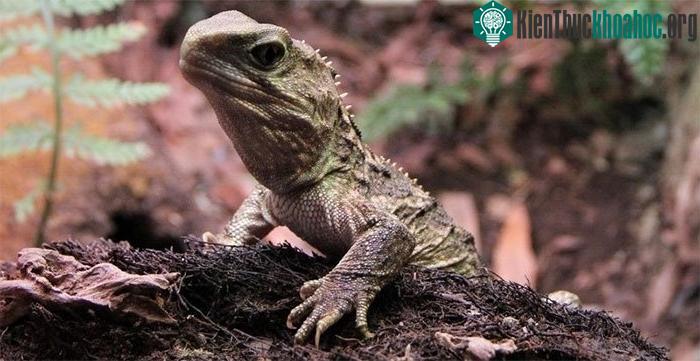 Tuatara là loài bò sát đặc hữu của New Zealand.