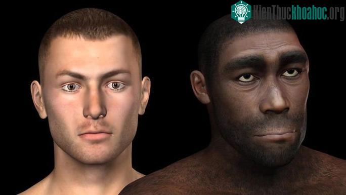 Người Neanderthals và người Homo sapiens chúng ta