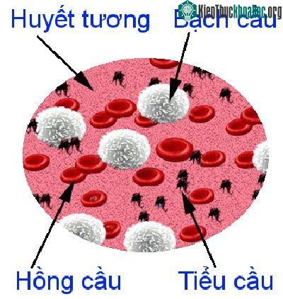 Huyết tương là một trong những thành phần quan trọng nhất của máu.