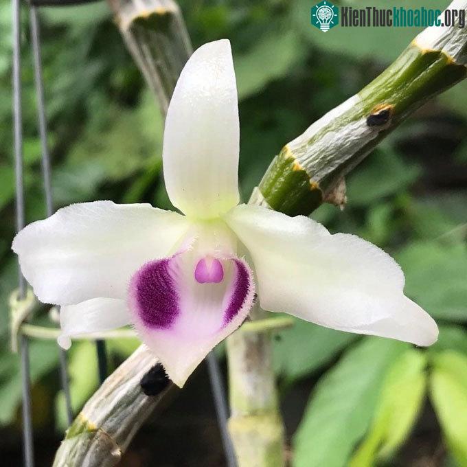 Lan đột biến là gì? Có nhân giống nuôi cấy mô được không? ảnh 0