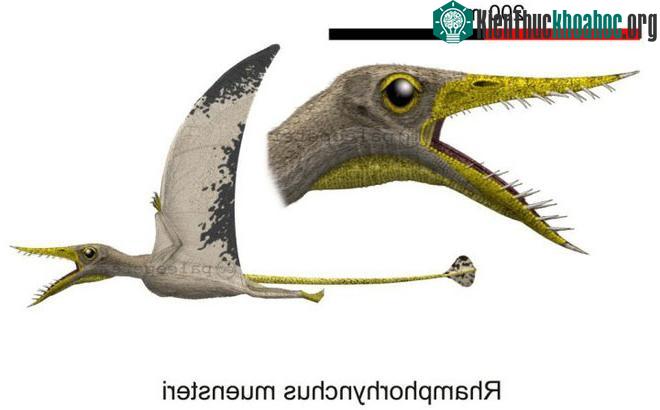Hình ảnh được phục hồi của loài Rhamphorhynchus.