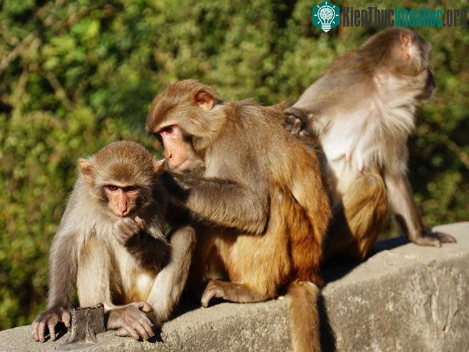 Khỉ Rhesus, loài được các nhà khoa học Trung Quốc lựa chọn để ghép tạng lợn.