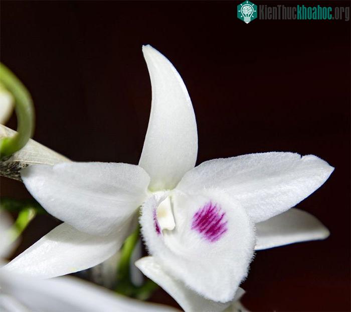 Năm cánh trắng Người Đẹp Không Tên.