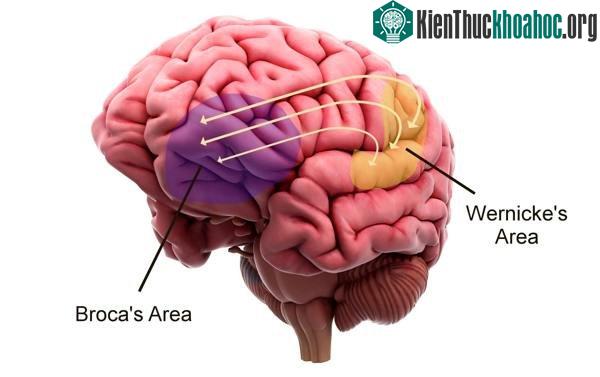 Vùng Broca trong bộ não người.