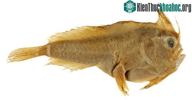 Mẫu vật cá tay trơn duy nhất mà con người thu thập
