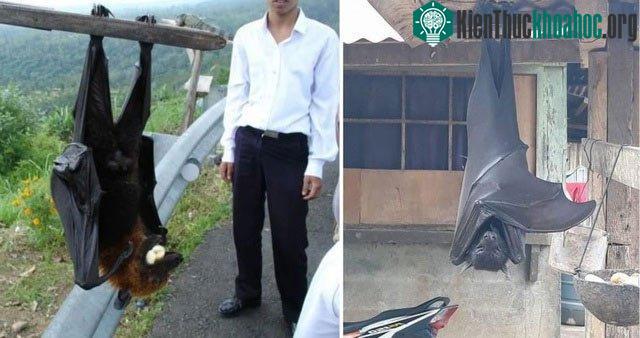Những con dơi có kích thước lớn đến giật mình