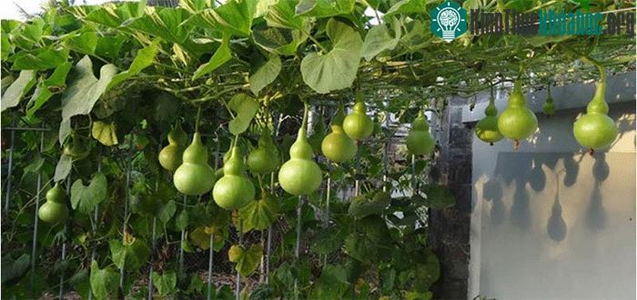 Quả bầu đắng có chứa độc tố thực vật phytotoxin.