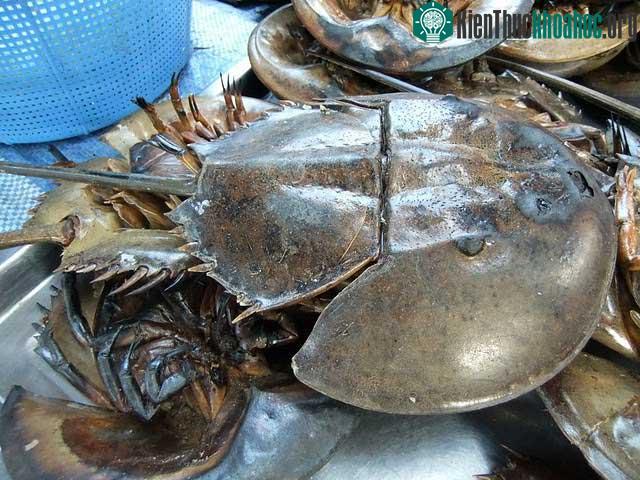 Sam biển sống thành từng cặp cho đến hết đời.