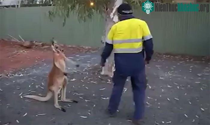 Kangaroo là sinh vật bản địa ở châu Úc.