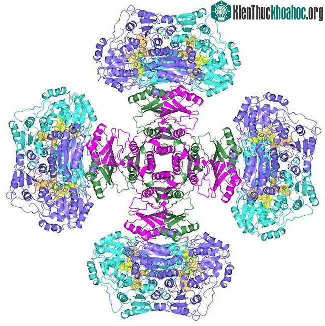Hình ảnh mô tả cấu trúc của loại enzyme mới được phát hiện ra.
