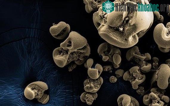 Hình ảnh các nốt oxit mangan được tạo ra bởi các vi khuẩn được phát hiện bởi nhóm Caltech.