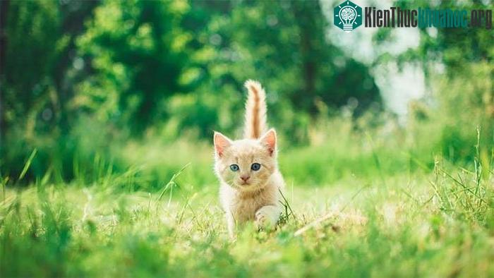 Hóa ra từ hơn 1000 năm trước, loài mèo đã tìm cách quyến rũ chúng ta ảnh 0